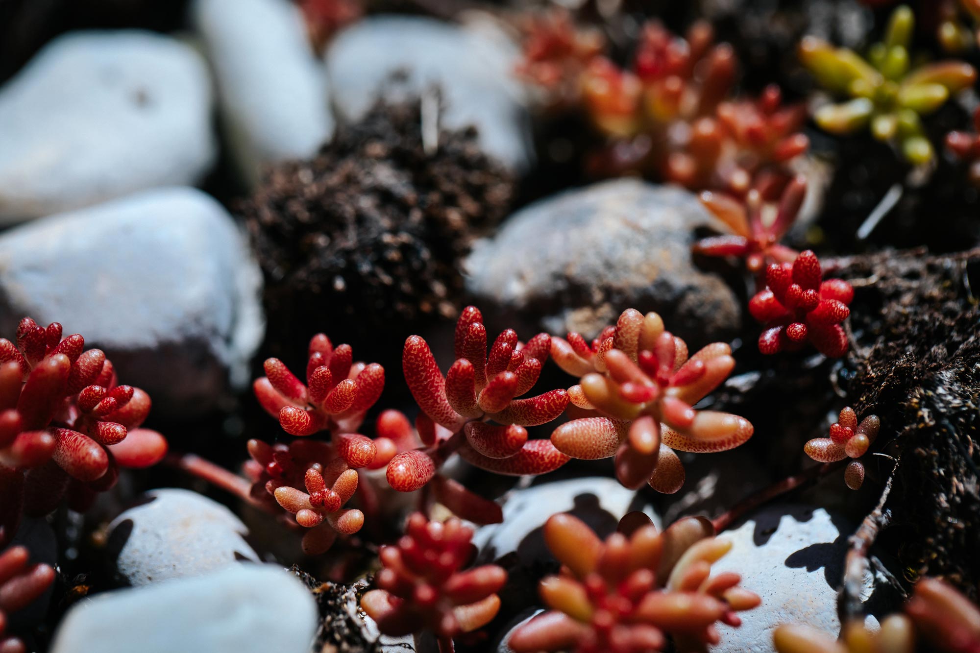 Photo de plantes pour un aménagement paysager