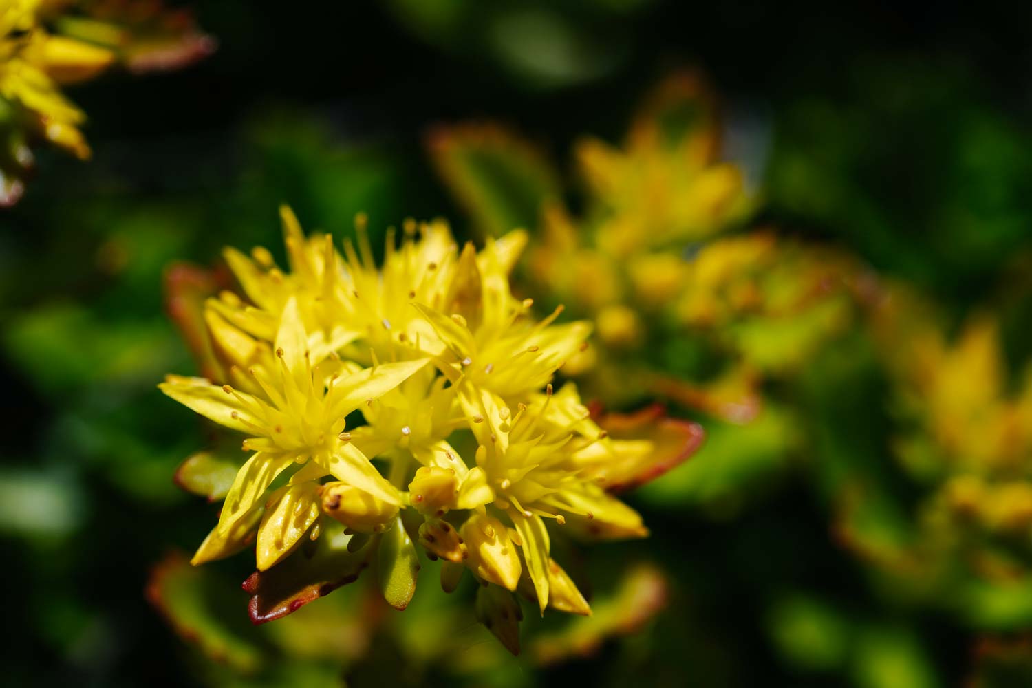 Photo de fleurs jaune