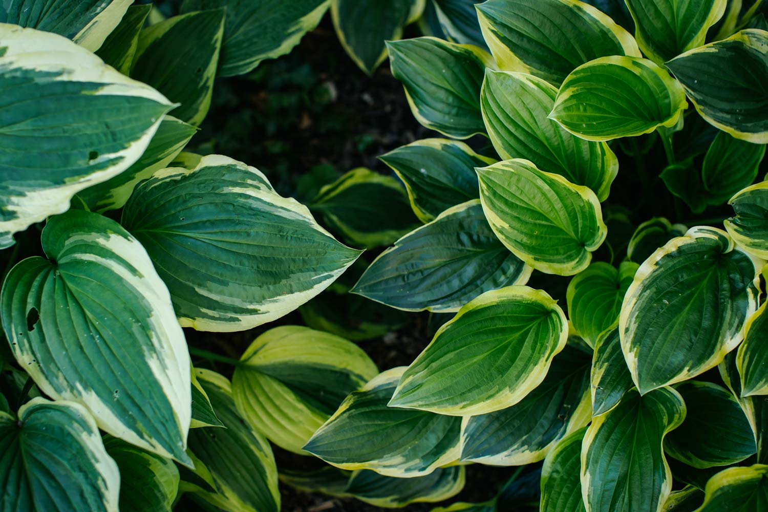 Photos de feuilles de buisson