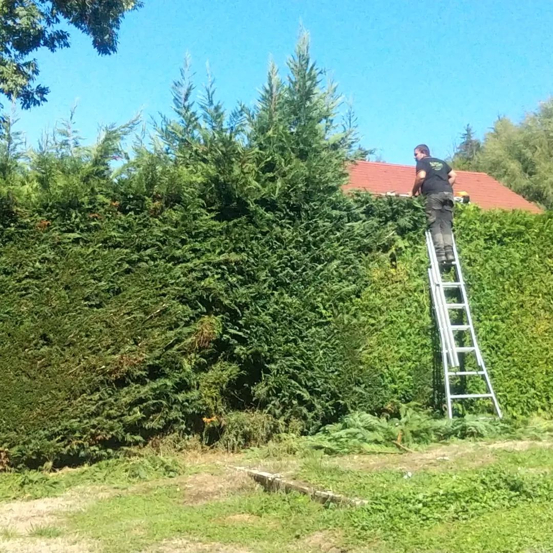 Photo d'un paysagiste entrain de tailler une haie