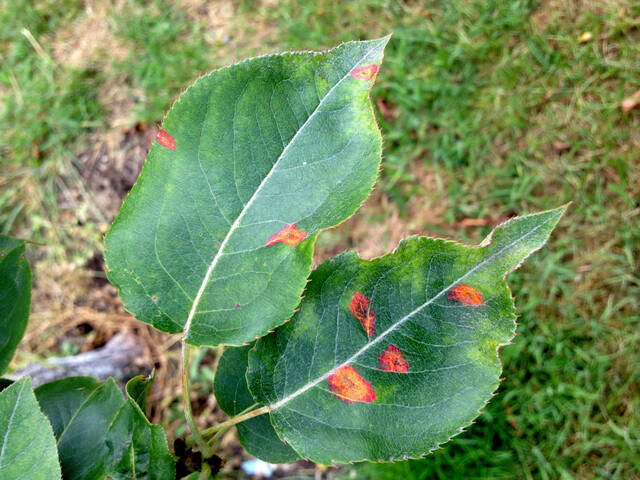Photo de feuilles d'arbre