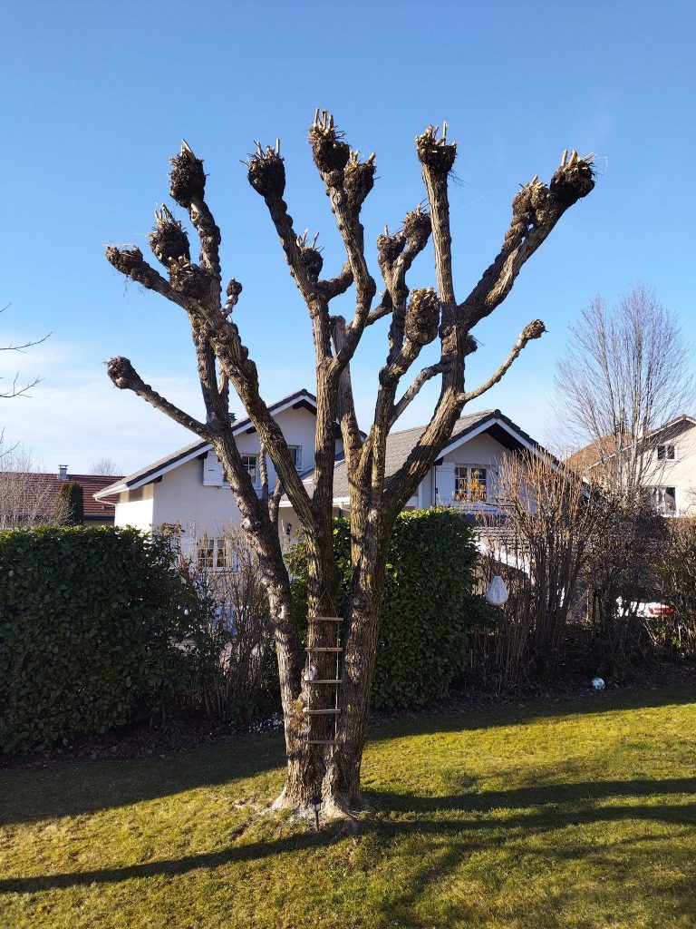 photo d'un arbre élagué