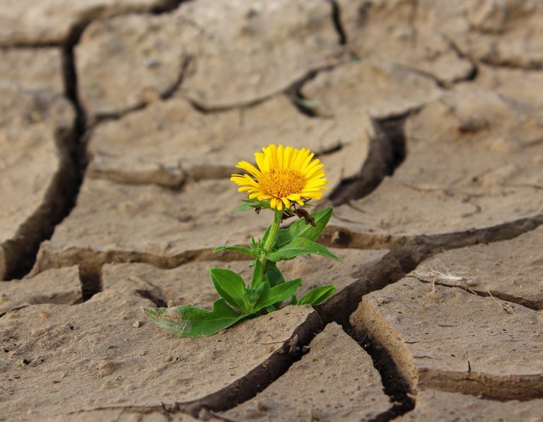 Photo d'une fleur