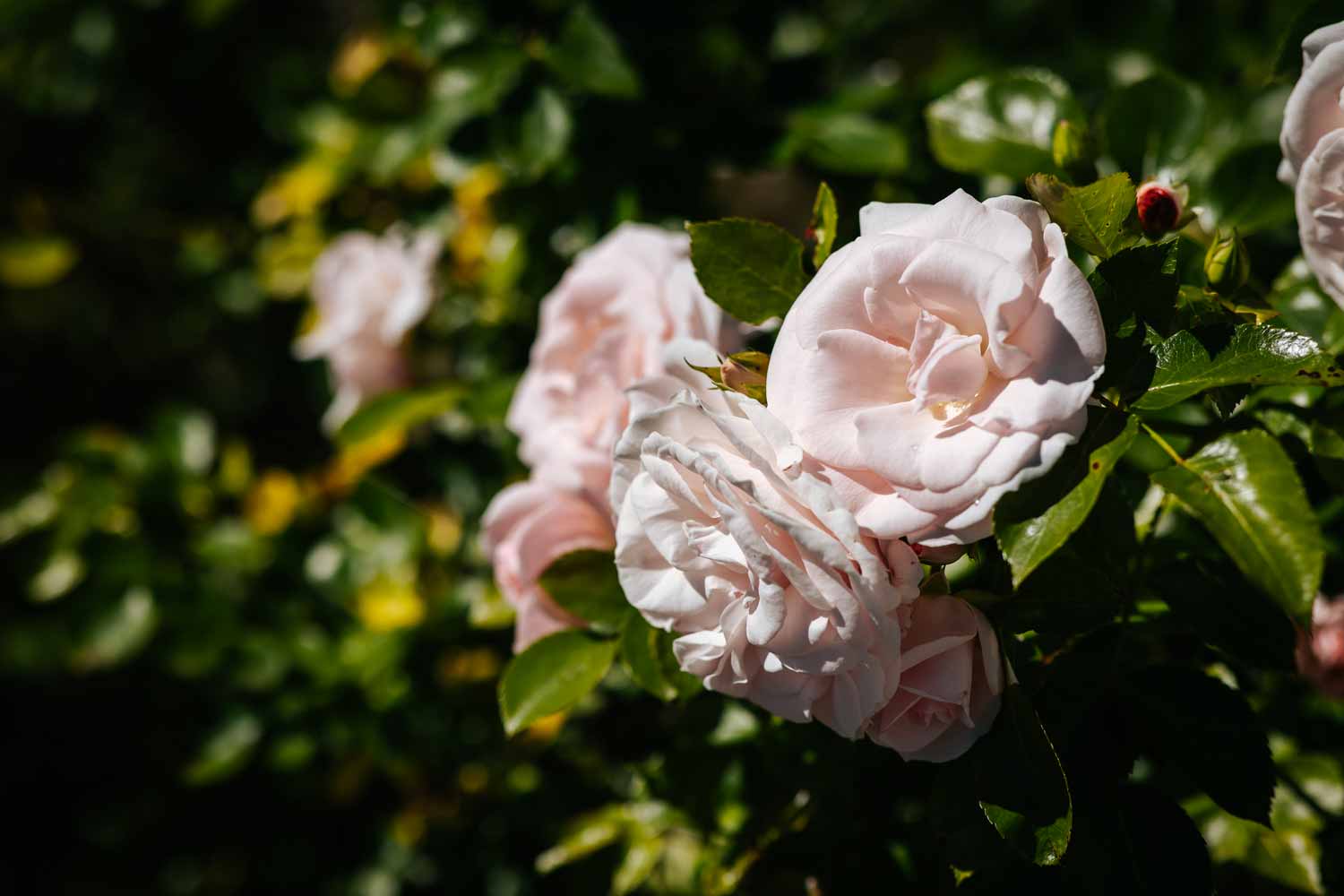 Photo de roses