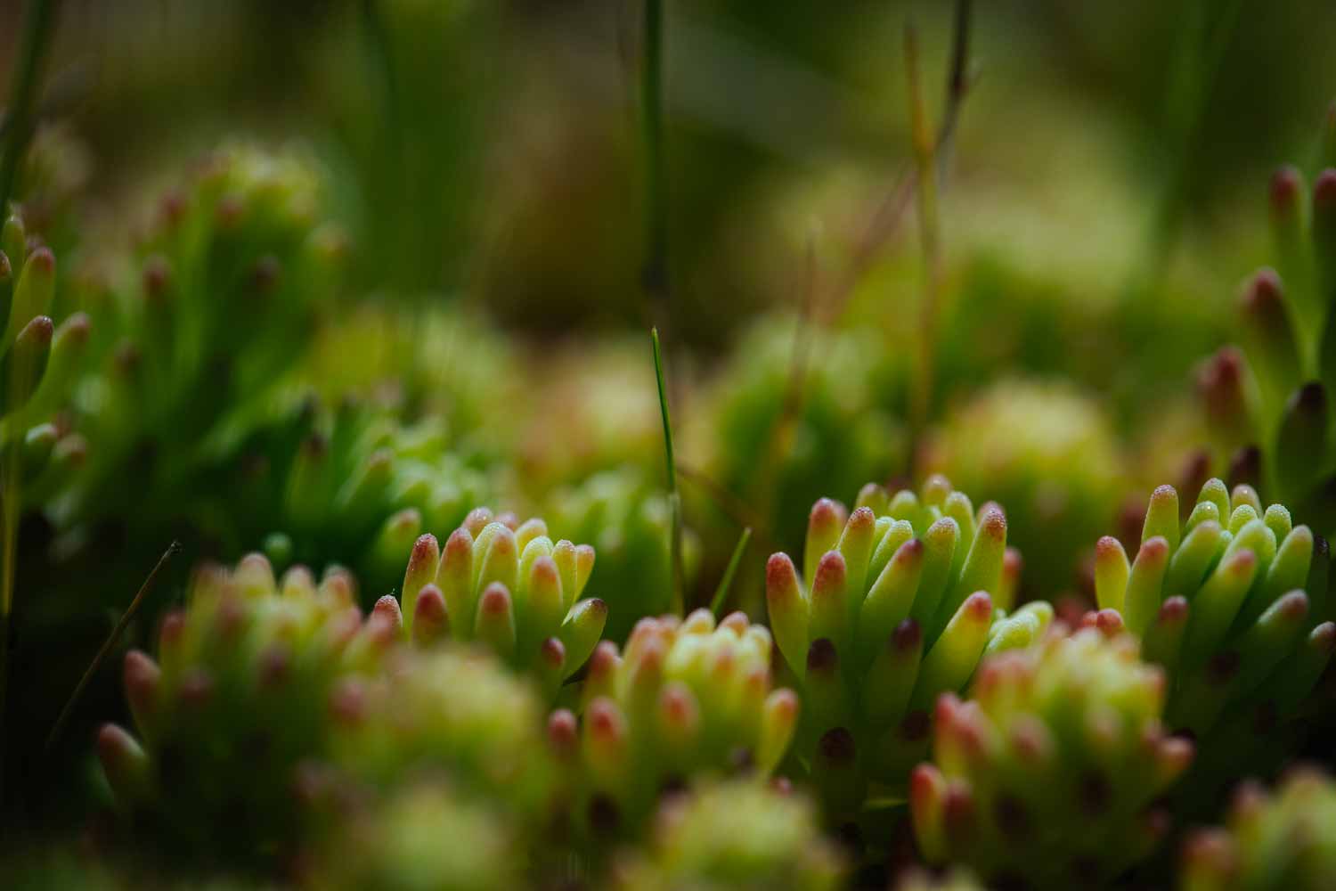 Photo de petites plantes