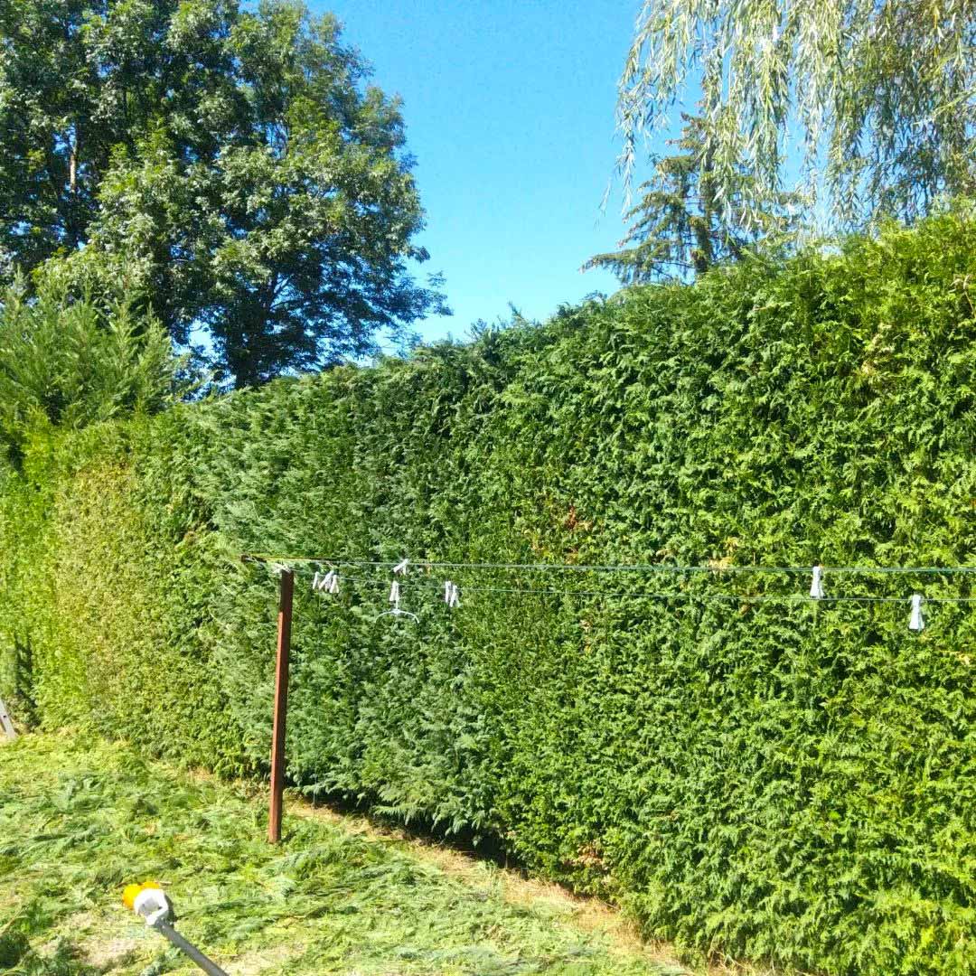 Photo d'une haie de jardin taillée