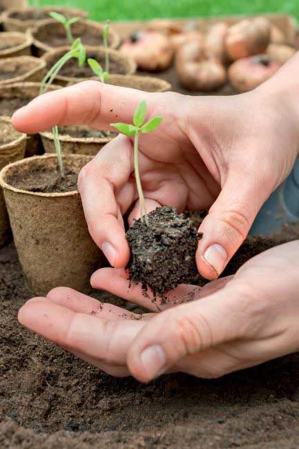 Photo d'une petite plante