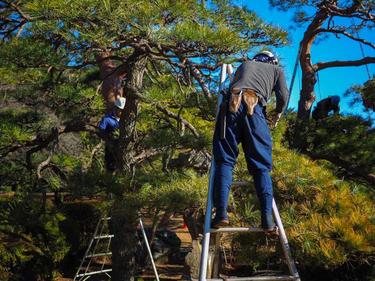 Photo d'un paysager entrain de réaliser l'élagage d'un arbre