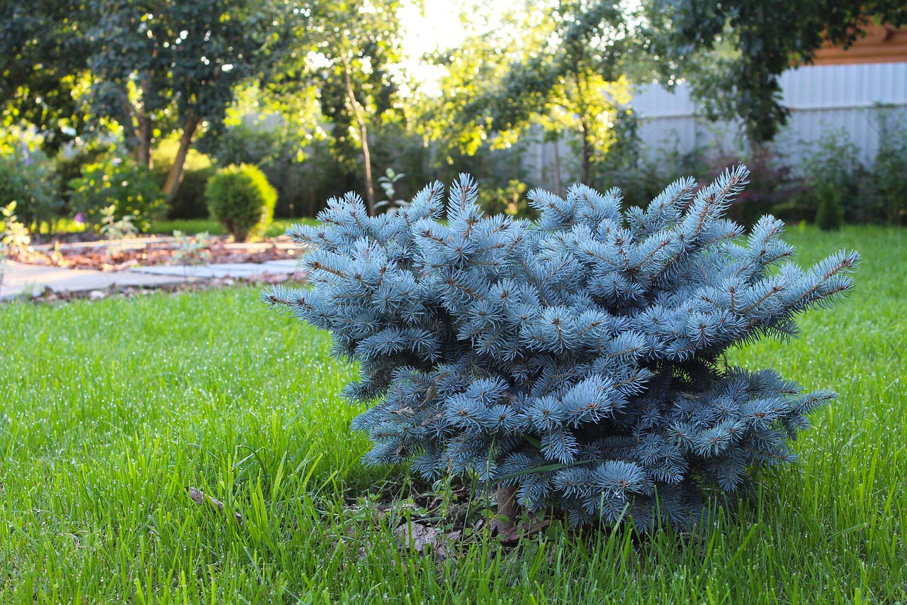 Photo d'un buisson