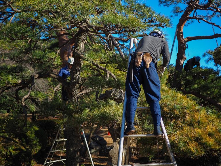 Photo de paysagistes entrain de réaliser l'élagage d'arbres à Annecy